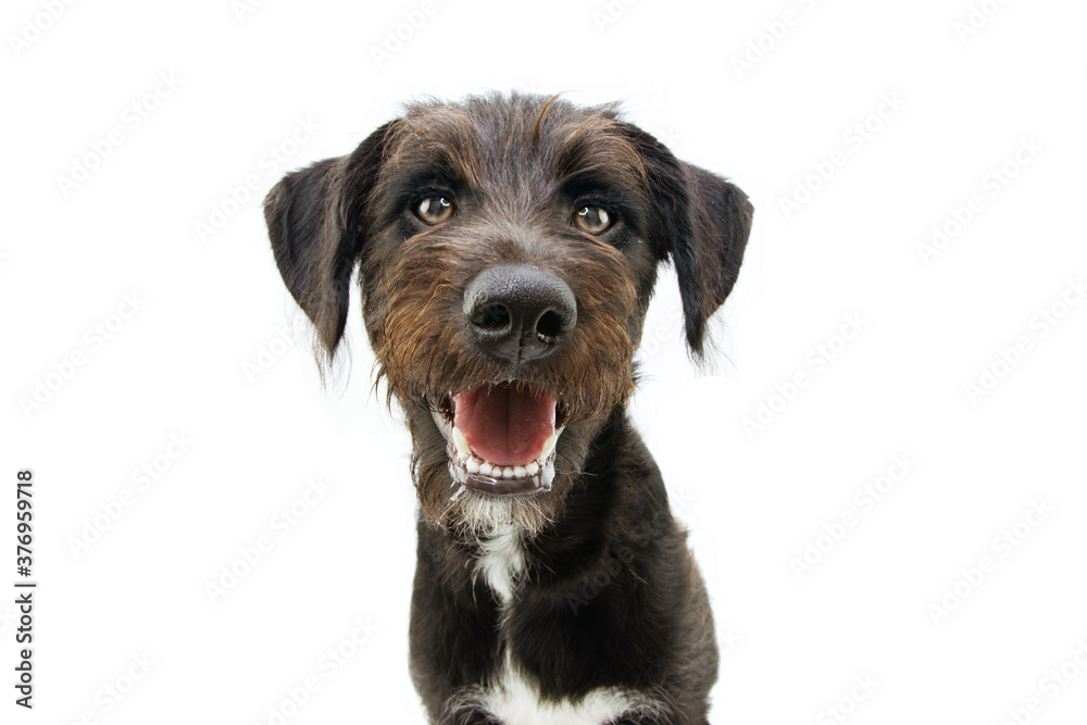Happy dog puppy smiling or grinning. Isolated on white background.