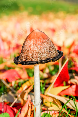 ink fungus (Coprinus atramentarius) among red yellow leaves closeup photo