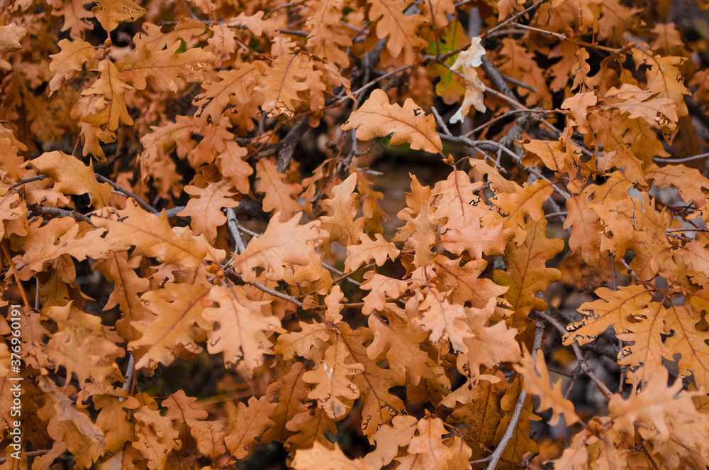 Dry autumn leaves on tree branches. Close-up. Selective focus, copy space. Assenny botanical background. Fall backdrop.
Dry autumn leaves on tree branches. Close-up. Selective focus, copy space. Assenny botanical background. Fall backdrop.