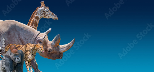 Banner with portrait of African most endangered for extinction animals, giraffe, rhinos, cheetah and gorilla at blue gradient background with copy space for text, closeup, details