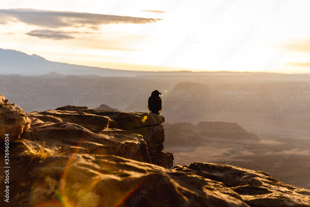 sunrise in the american red canyons in summer with a view on ta bird sitting in the rocks