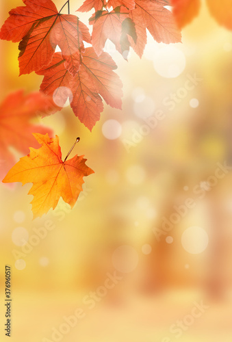 Background of brown leaves in the park  autumn season. Background natural plants landscape.