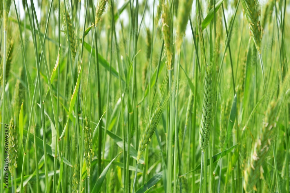 Green wheat field, soft focus. Young spike in the field. Green wheat ears. Green wheat field, soft focus. Young spike in the field. Green wheat ears.