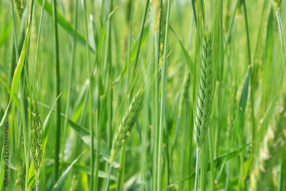 Green wheat field, soft focus. Young spike in the field. Green wheat ears. Green wheat field, soft focus. Young spike in the field. Green wheat ears.