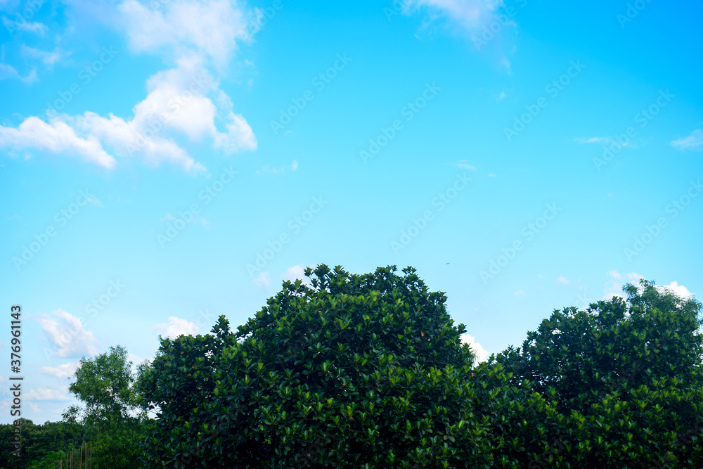 Beautiful landscape of sky and tree top Beautiful landscape of sky and tree top