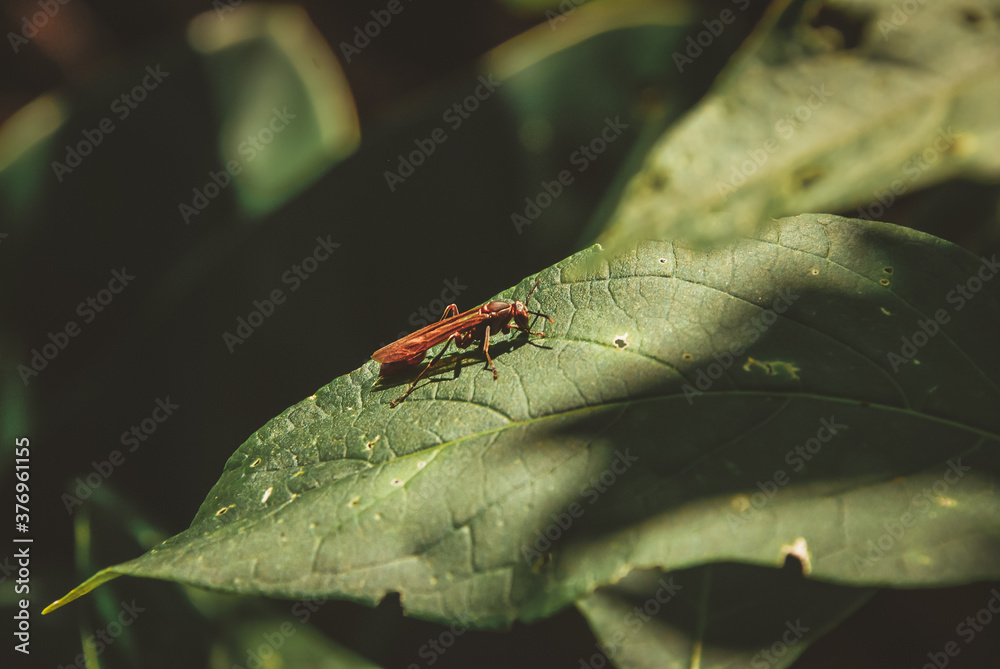 Close up of wasp on a green leaf Close up of wasp on a green leaf