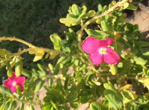 pink flowers in the garden