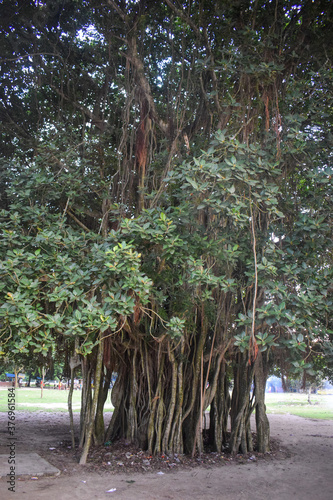 Old big banyan tree