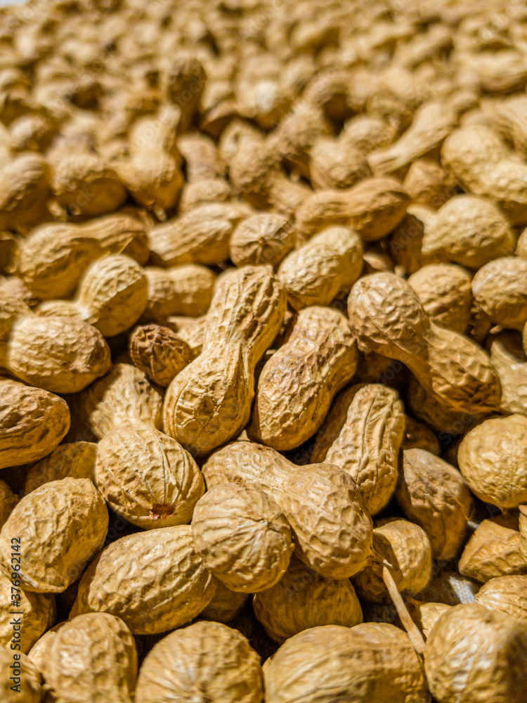 Fototapeta premium Large quantity of peanuts in pod, freshly harvested, dried in the sun. Ready to toast and select. Arachis Hypogaea, goober, pindar or nut. Background, macro, close up. Grown in Extremadura, Spain.