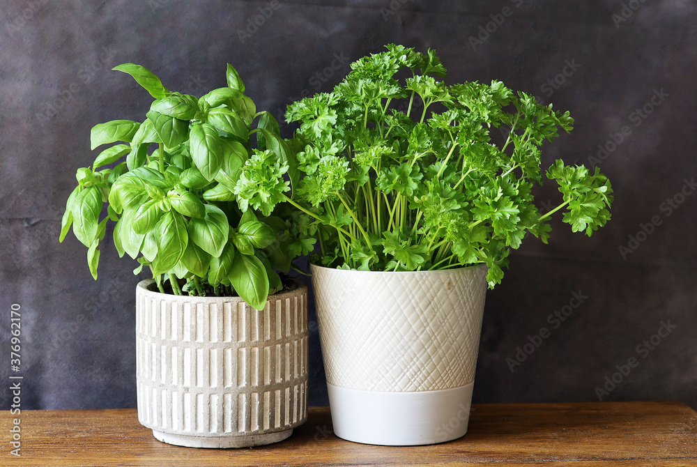 A basil and a parsley plant in a white ceramic vase on an oak