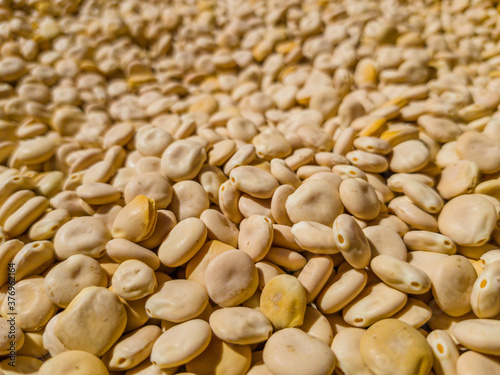 Lupins harvested and fresh out of their pods, dried in the sun. Ready to clean and select. Grown in Extremadura, Spain. Superfood of the Mediterranean diet.