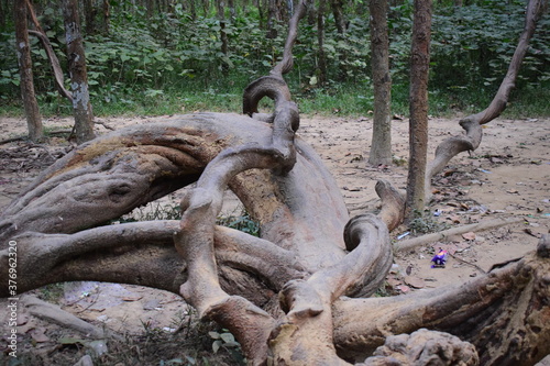 Curved root and stem of Sal tree