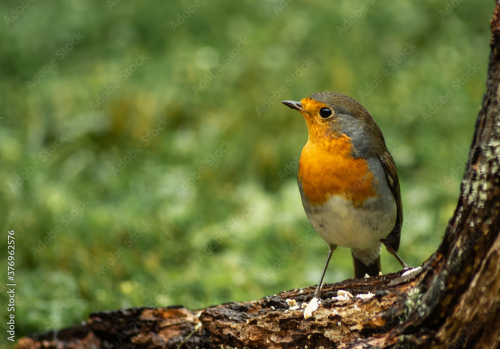 European Robin, Erithacus rubecula, bird, a shy visitor in the garden European Robin, Erithacus rubecula, bird, a shy visitor in the garden