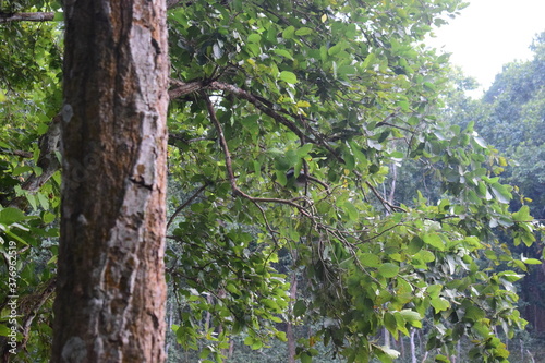 Sal tree in a forest 