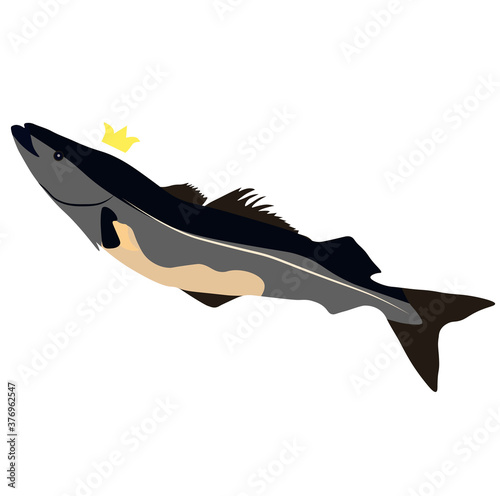 Vector stock illustration of cod fish in close-up. Isolated on a white background. Norwegian cuisine. Freshwater animal swimming in the Atlantic ocean.