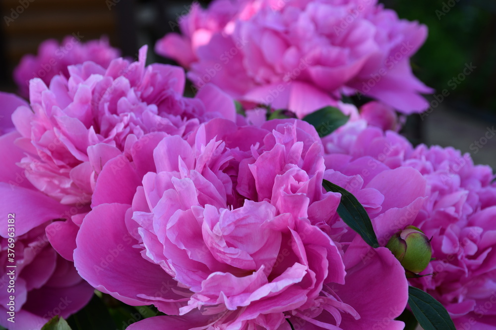 Beautiful pink peonies blooming in the garden. Peony flowers close-up.