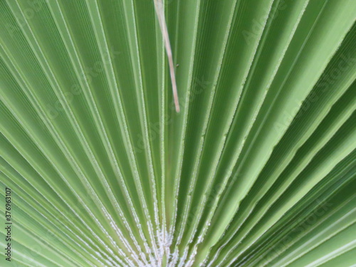 Brahea leaf in summer close-up.