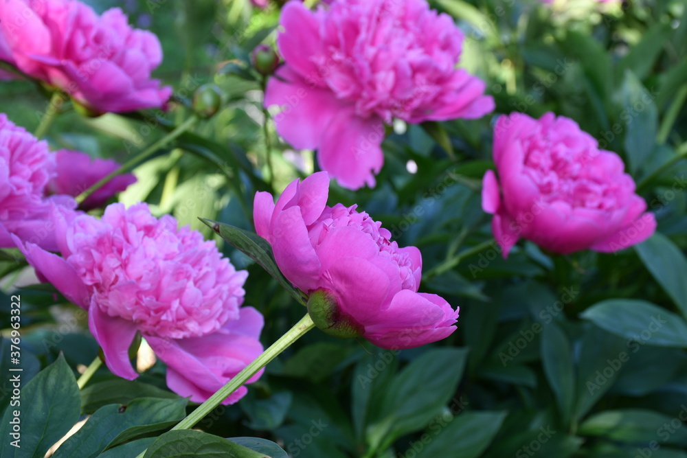 Beautiful pink peonies blooming in the garden. Peony flowers close-up. Beautiful pink peonies blooming in the garden. Peony flowers close-up.