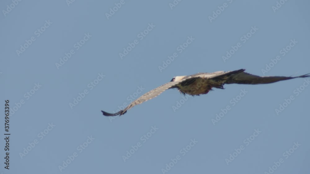 Bearded vulture flying around, Ethiopia Bearded vulture flying around, Ethiopia