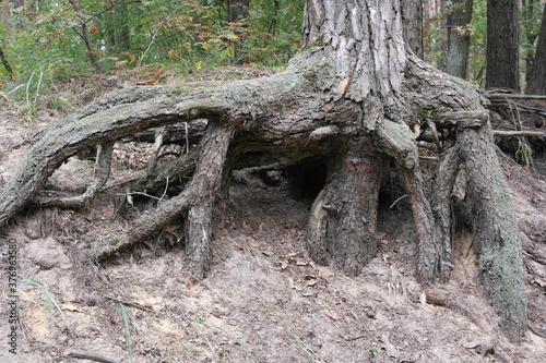 A huge root of a large tree in the forest.