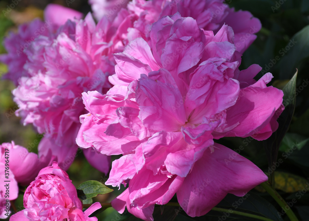 Beautiful pink peonies blooming in the garden. Peony flowers close-up.