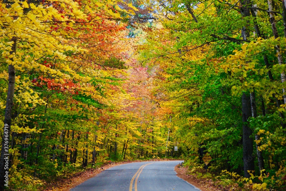 Obraz premium road in autumn forest
