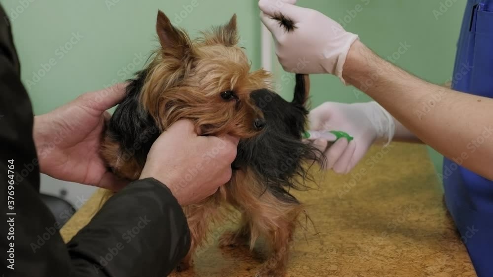 Measurement of temperature in the Dog by rectal thermometer in a