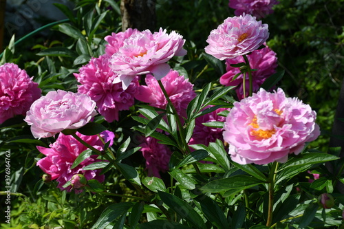 Beautiful pink peonies blooming in the garden. Peony flowers close-up.