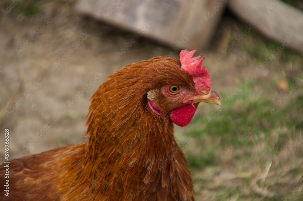 A Close Up of a Rooster