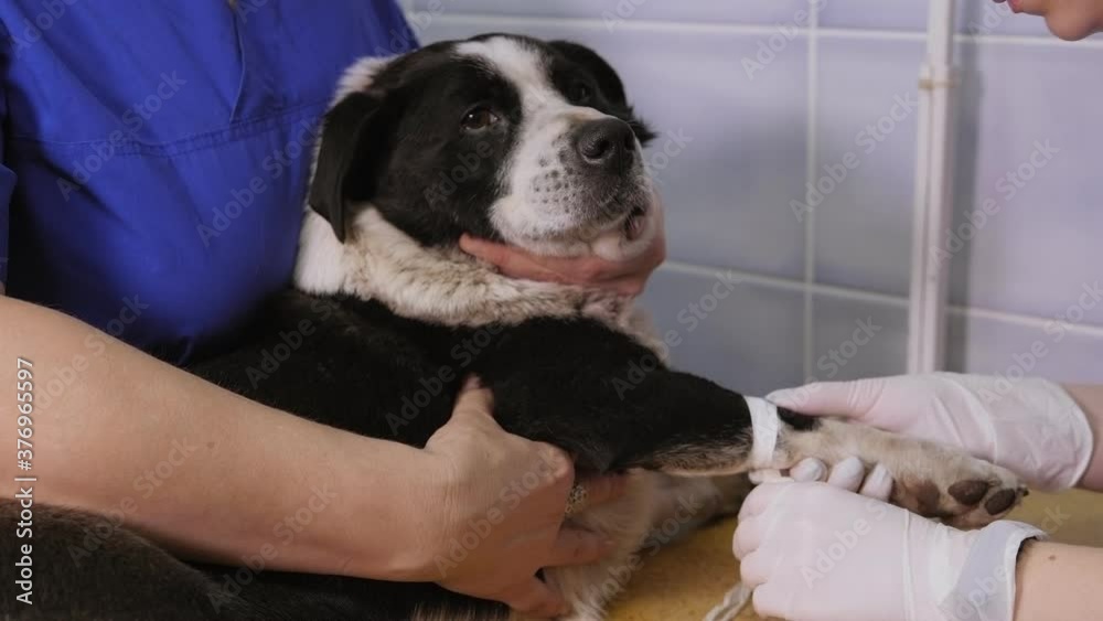 A veterinarian installs an intravenous catheter for a dog in a vet