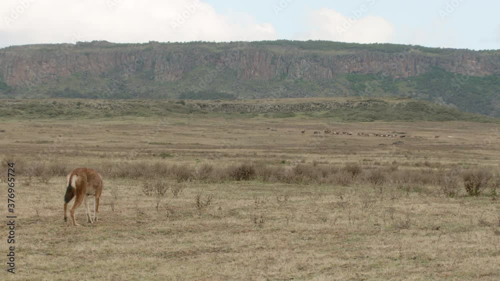 Ethiopian wolf walking off with large animals group in distance, Ethiopia Ethiopian wolf walking off with large animals group in distance, Ethiopia