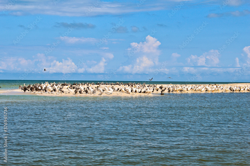 pelicanos