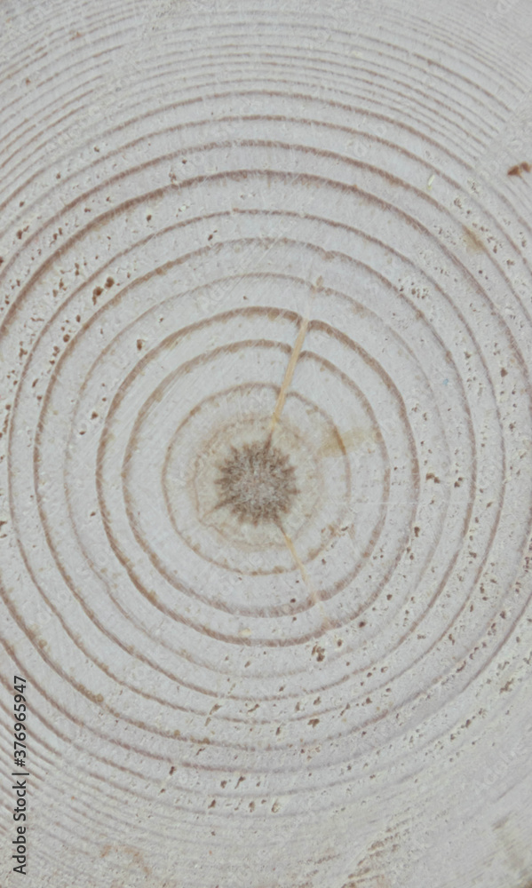 Fototapeta premium Wooden oak tree cut surface. Detailed warm dark brown and orange tones of a felled tree trunk or stump. Rough organic texture of tree rings with close up of end grain