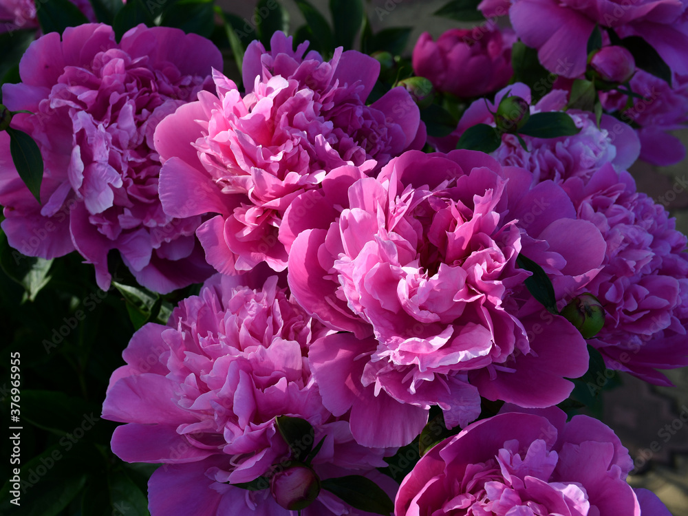 Beautiful pink peonies blooming in the garden. Peony flowers close-up.