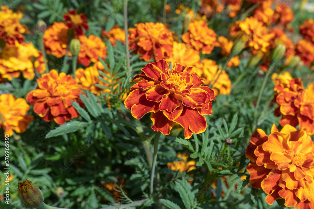 Marigold flowers in the garden on a Sunny day Marigold flowers in the garden on a Sunny day