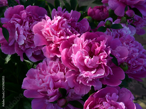 Beautiful pink peonies blooming in the garden. Peony flowers close-up. © Olga