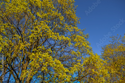 graceful thin spring trees with golden yellow foliage in sun light on blue sky background