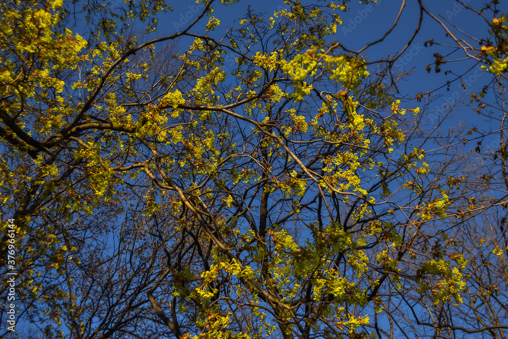 Obraz premium graceful thin spring trees with yellow golden foliage leaves in sun light on blue sky background