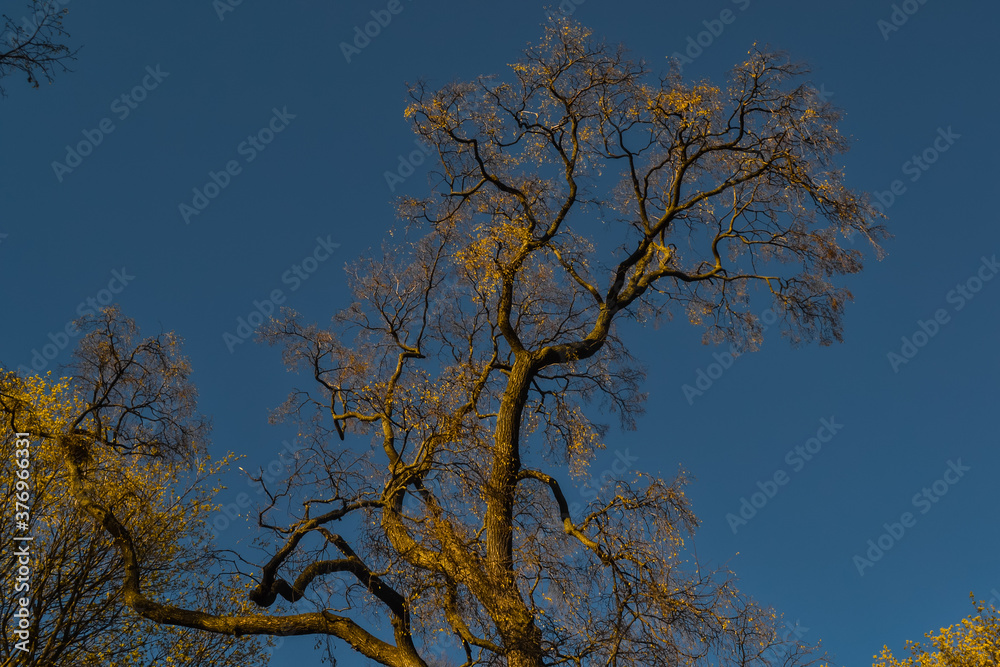 thin graceful spring tree with yellow golden foliage in sunset light, shadows, blue sky background