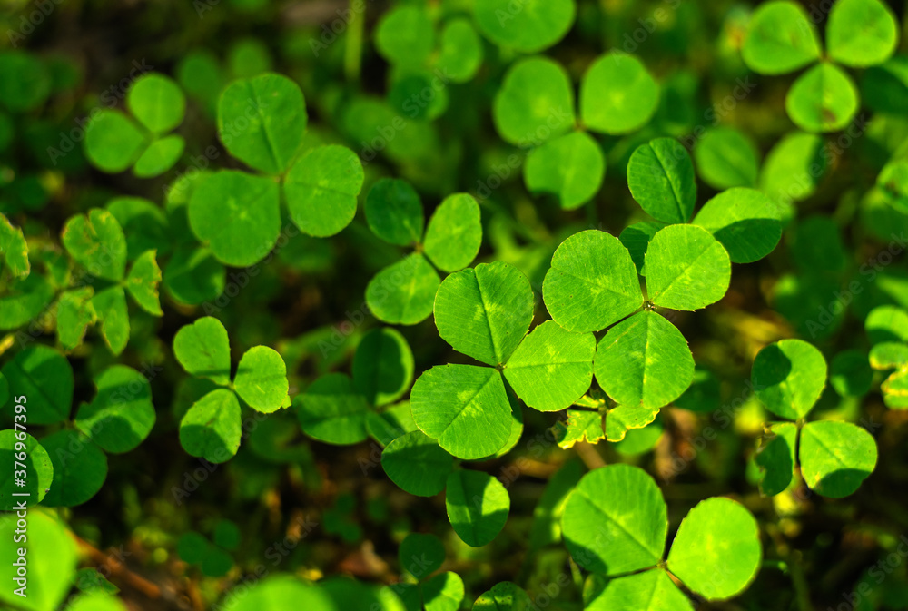 a carpet of green clover in the garden a carpet of green clover in the garden