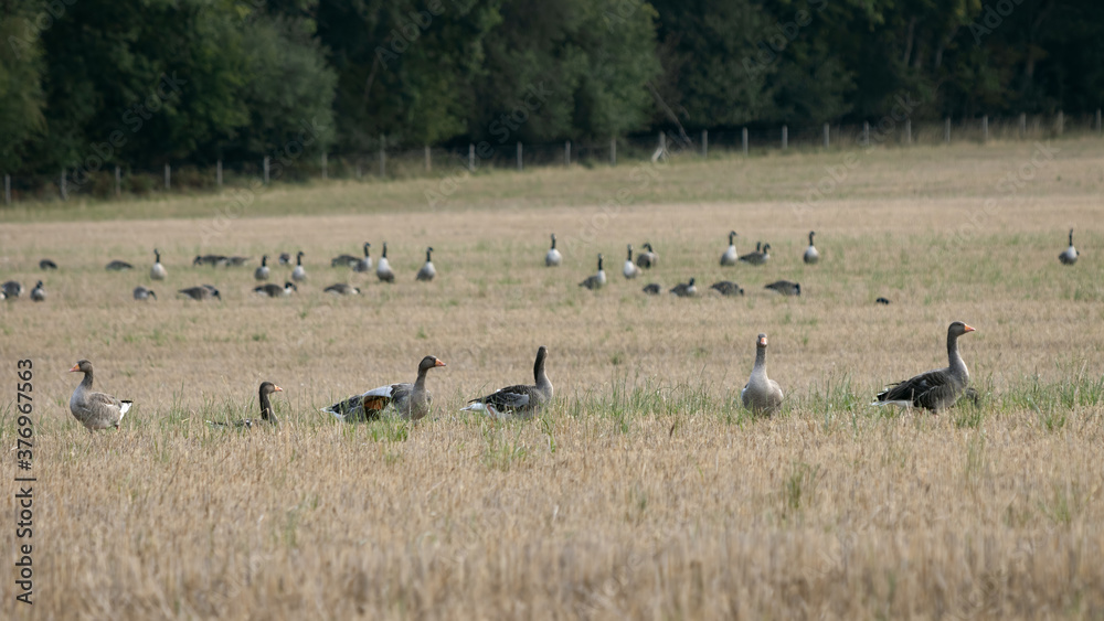 Greylag Geese (Anser anser) resting in a recently harvested wheat field Greylag Geese (Anser anser) resting in a recently harvested wheat field