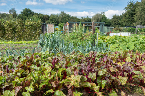 Dutch allotment garden in autumn with beets and leek photo