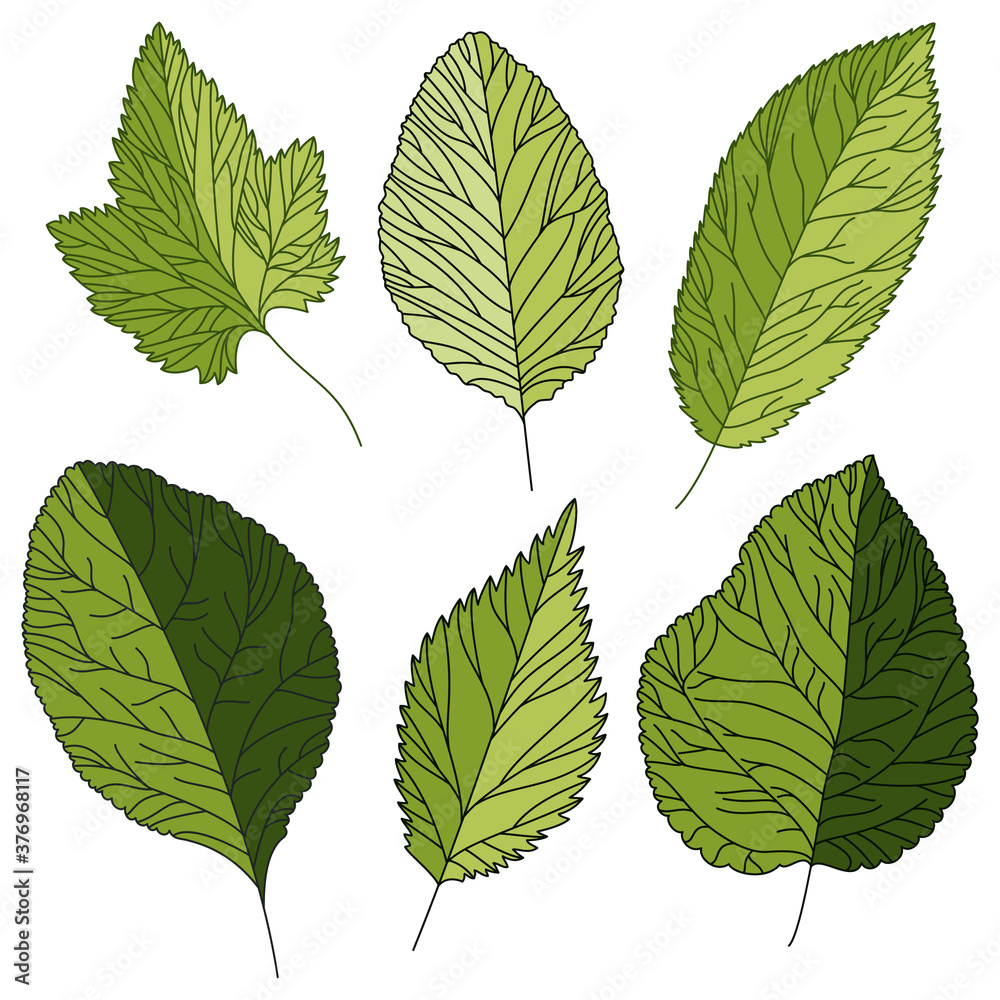 Green leaves. Vector set