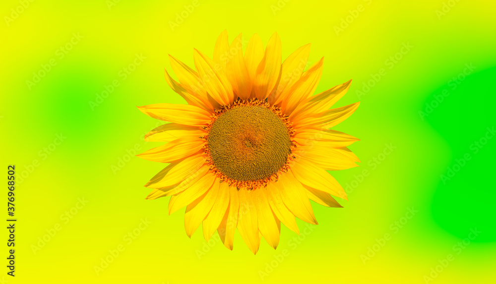Yellow and green background of beautiful yellow sunflower isolated