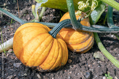 Dutch allotment garden in autumn with ripe pumpkins photo