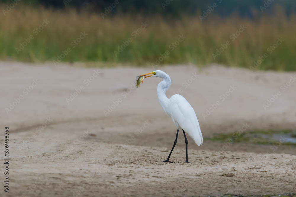 great egret (Ardea alba), also known as the common egret fishing great egret (Ardea alba), also known as the common egret fishing