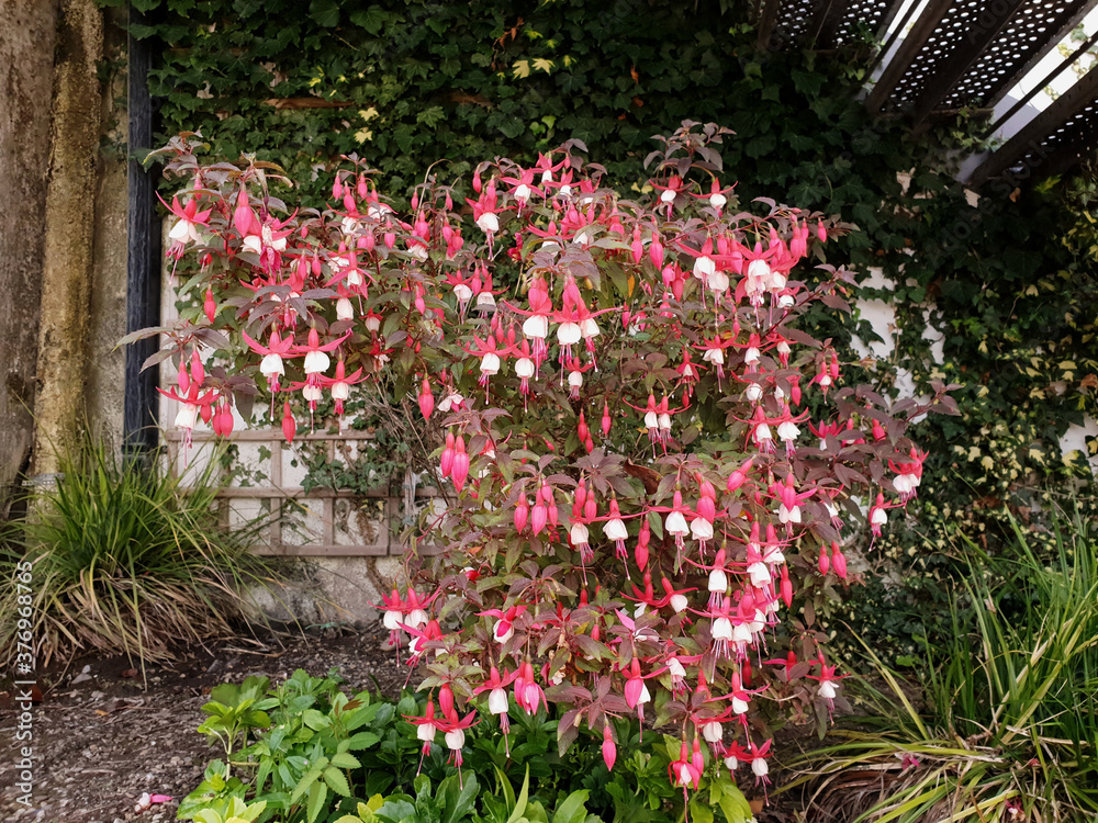 Fototapeta premium A shrub of pink and white Fuchsia (Lady Thumb) in the shade of the metal stairs. Multicolored flowers on the bush.