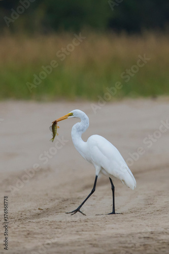 great egret (Ardea alba), also known as the common egret fishing