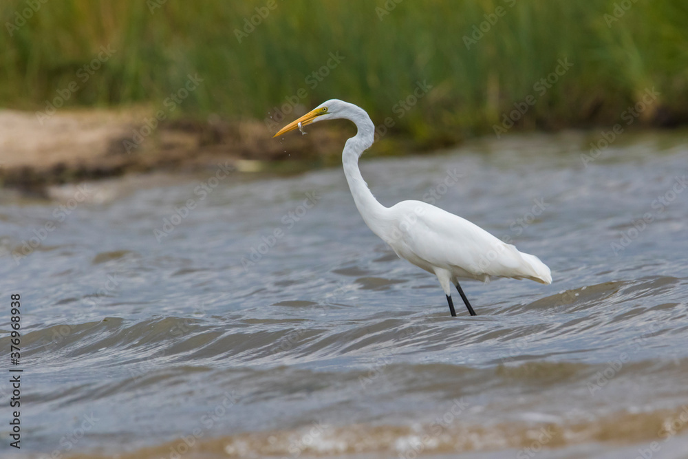 great egret (Ardea alba), also known as the common egret fishing great egret (Ardea alba), also known as the common egret fishing