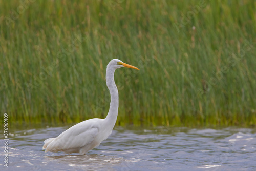 great egret (Ardea alba), also known as the common egret fishing © Mircea Costina